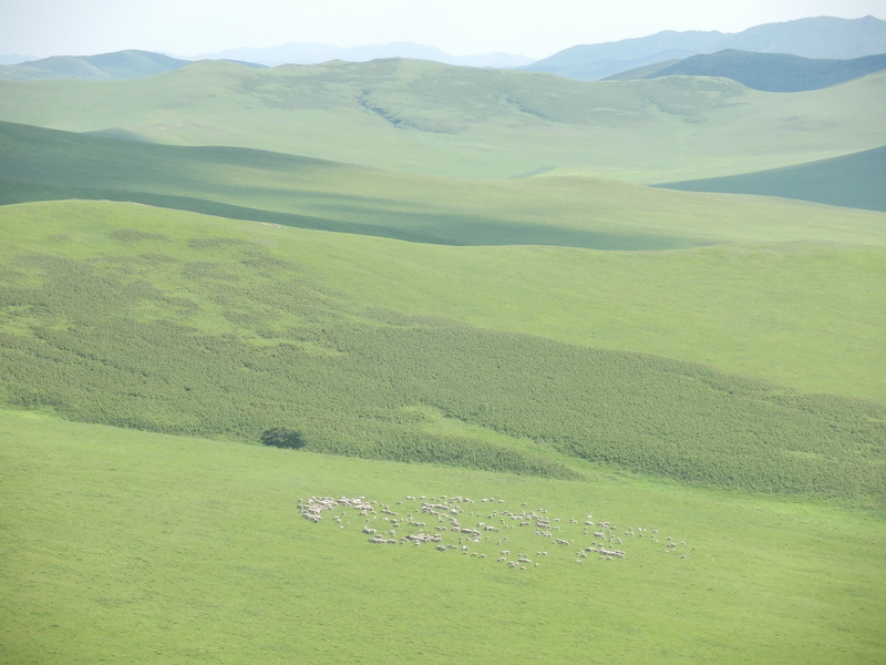 Herd of Sheep from the Top of a Mountain