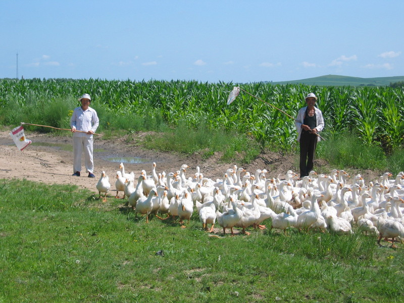 Duck Farmers Nearby
