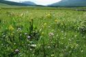 #4: Valley of wild flower on the way to China-Kazakstan border