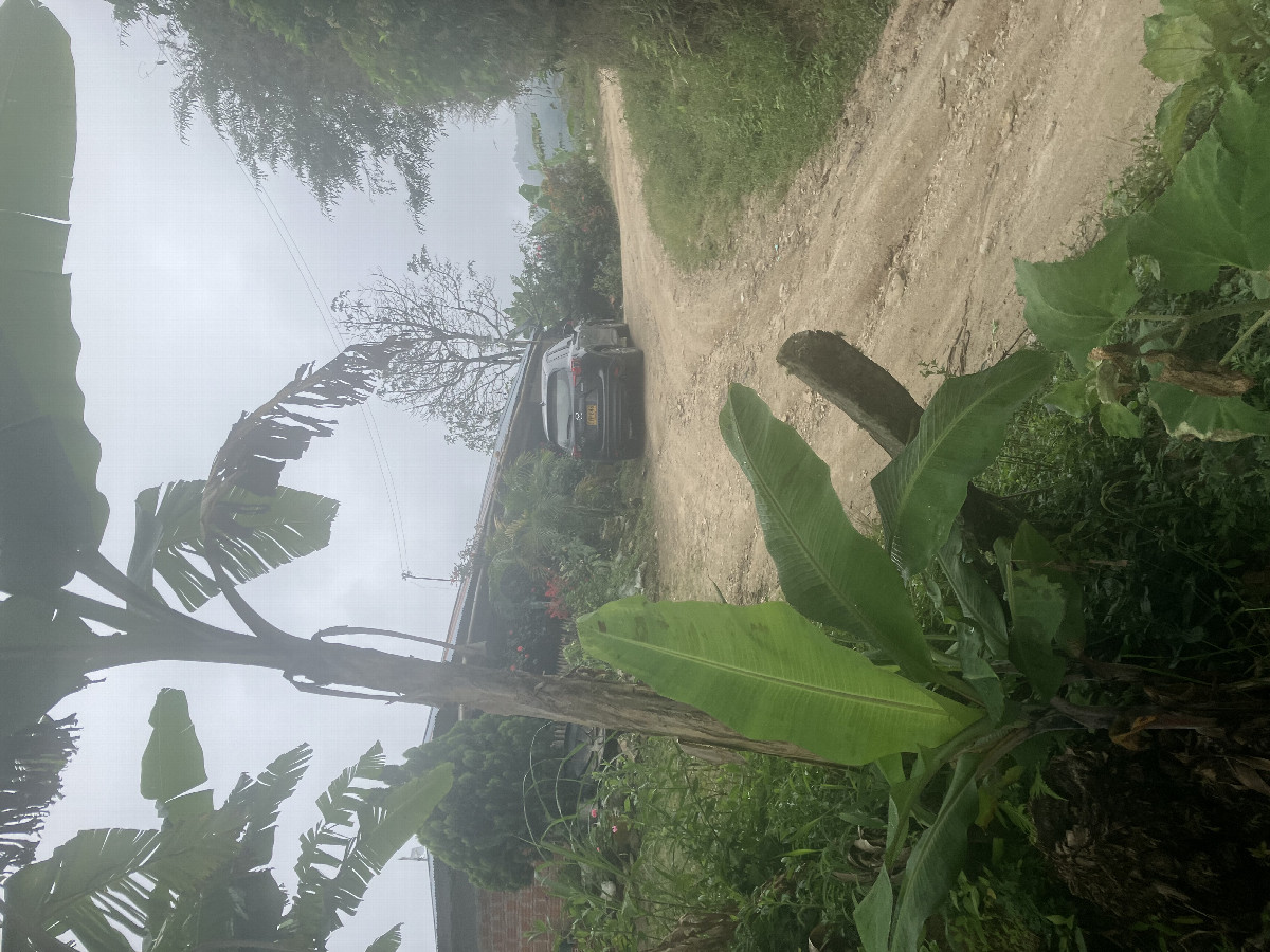 The coffee farm