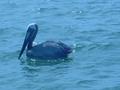#6: Pelican may be standing in the point