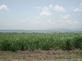 #7: Sugarcane, some 500m to the W of the site 