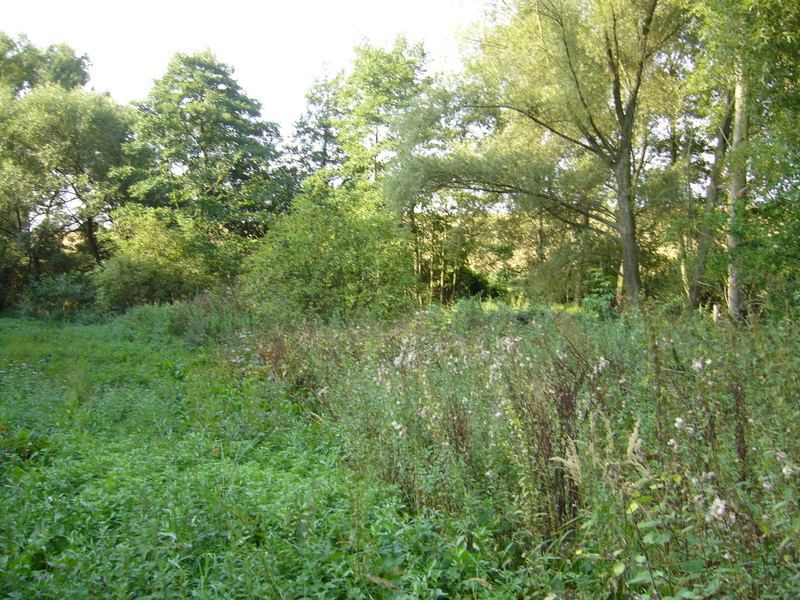 View south (nettles and creek to the right)