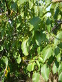 #2: Northeast: walnut tree
