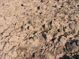 #1: The confluence point lies in this ploughed field