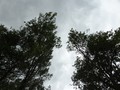 #7: Trees and sky above