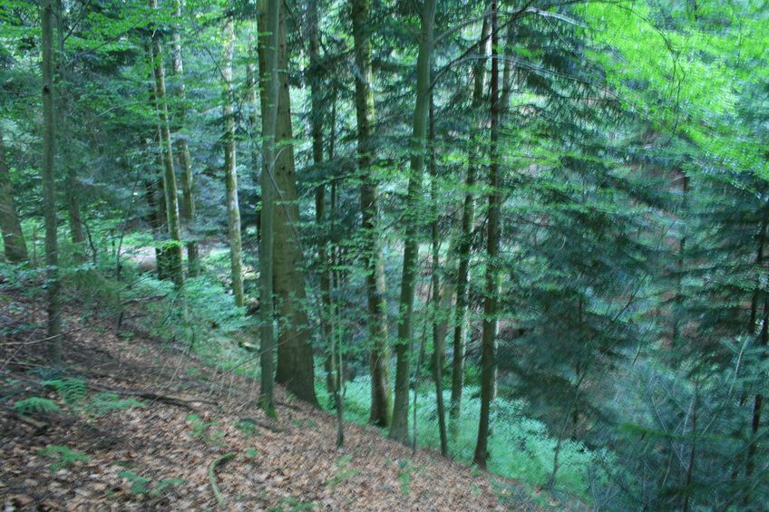 View eastward - forest road in dense forest