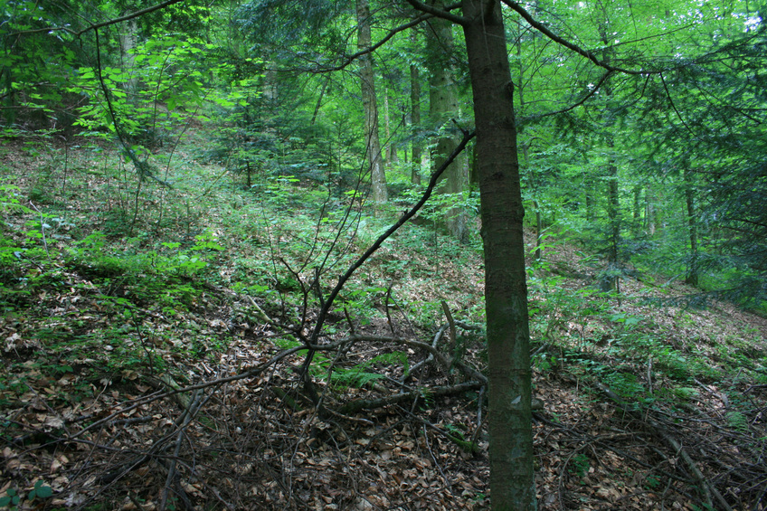 View southward - forest uphill