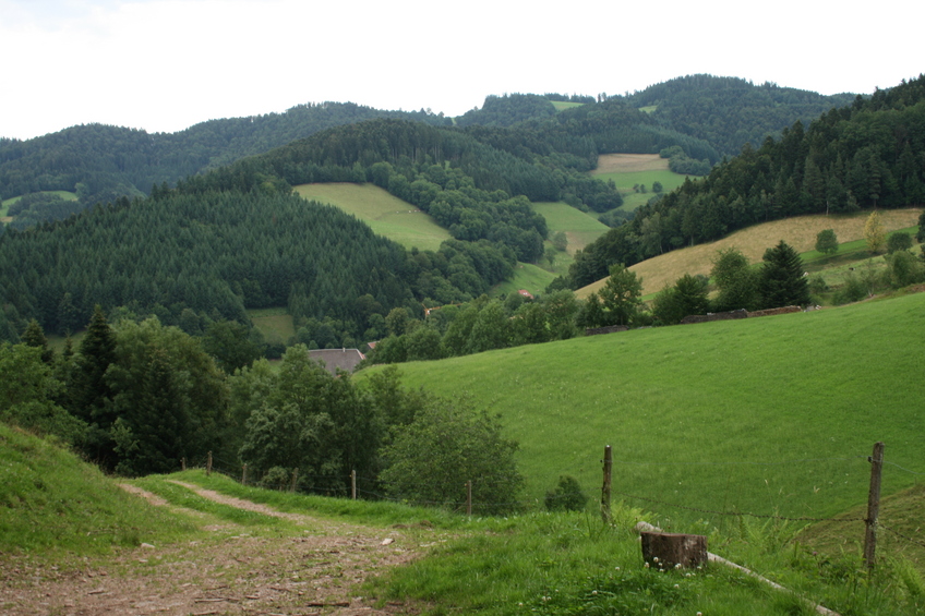 View of typical Blackforest landscape 100 m Northeast outside the forest