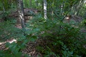 #5: The confluence point lies in a forest, on top of a small ridge between two gullies