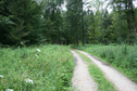#4: Forest road from South
