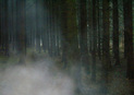 #2: Forest