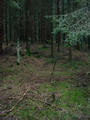 #2: Some more forest