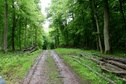 #6: Path in the forest close to the point