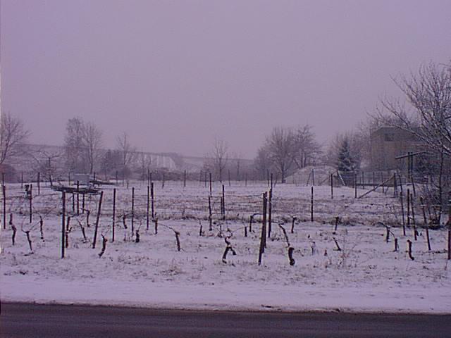 A tiny vineyard across the street