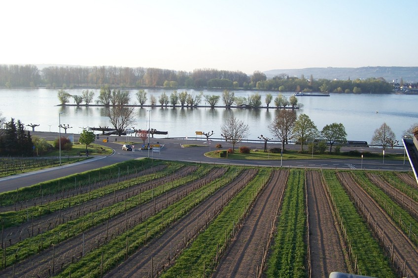 The Rhine river in Oestrich-Winkel