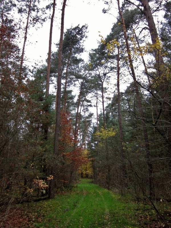 The forest around the point