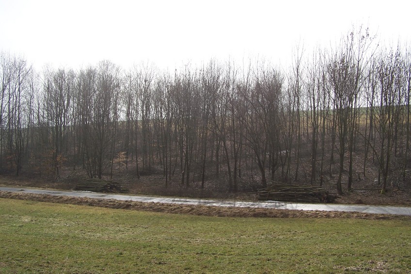 General view of the confluence (towards S, ca. 100 m away)