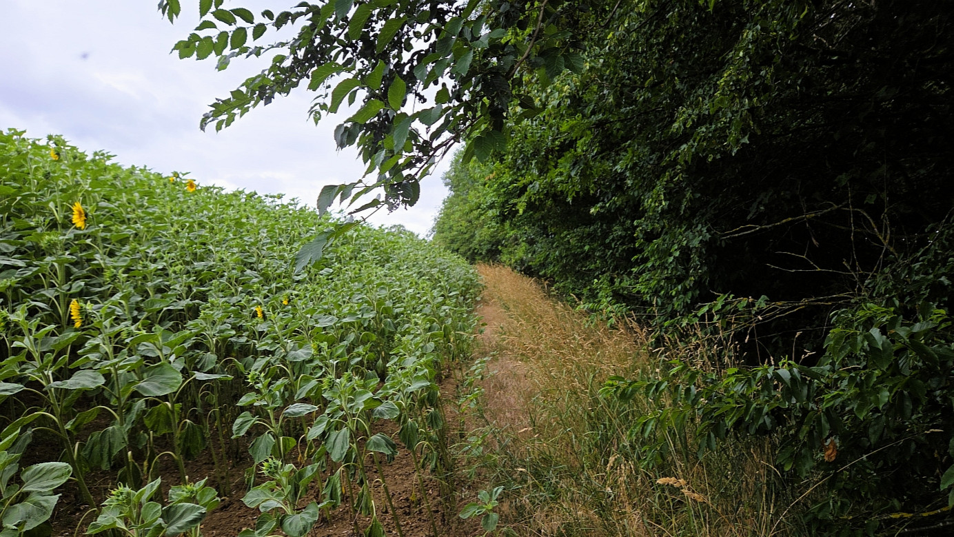 Path between sunflower field and forest