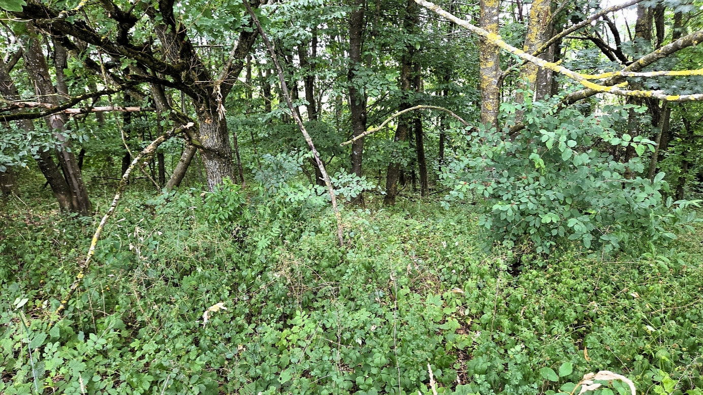 confluence point from the south, distance 20 m