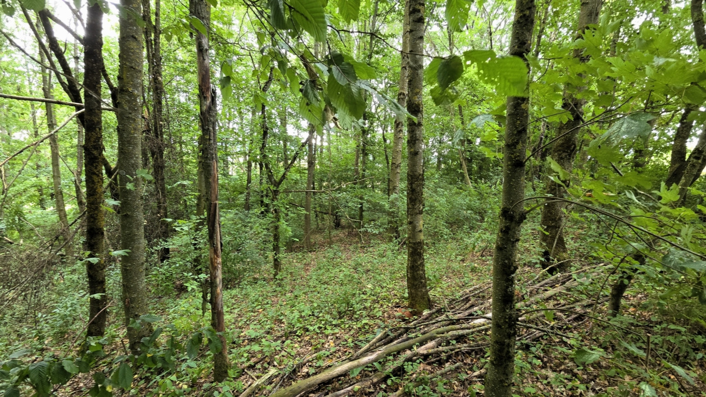 view east
