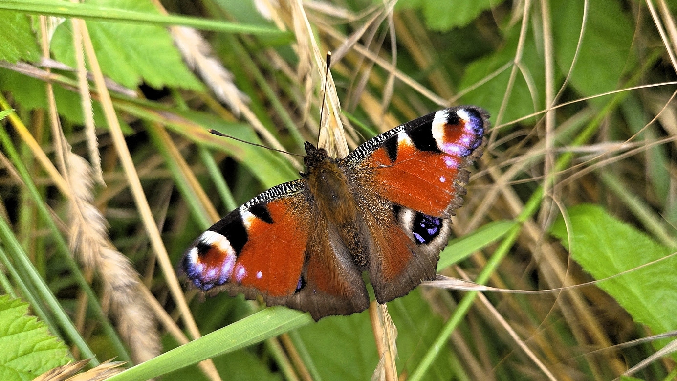 European peacock