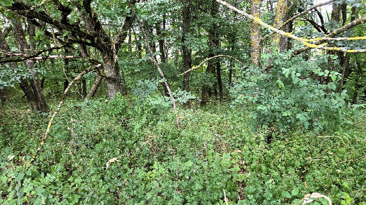 #1: confluence point from the south, distance 20 m