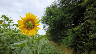 #9: Path between sunflower field and forest