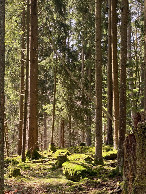 #7: forest with moss