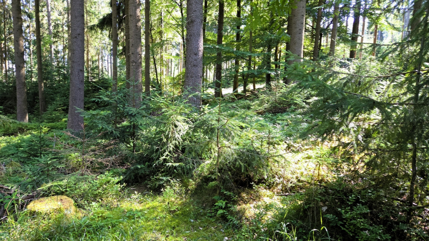 confluence point from the north, distance 30 m