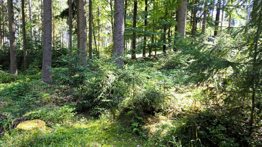 #1: confluence point from the north, distance 30 m