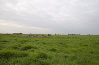 #1: View North (In the distance, a woman exercises two horses)