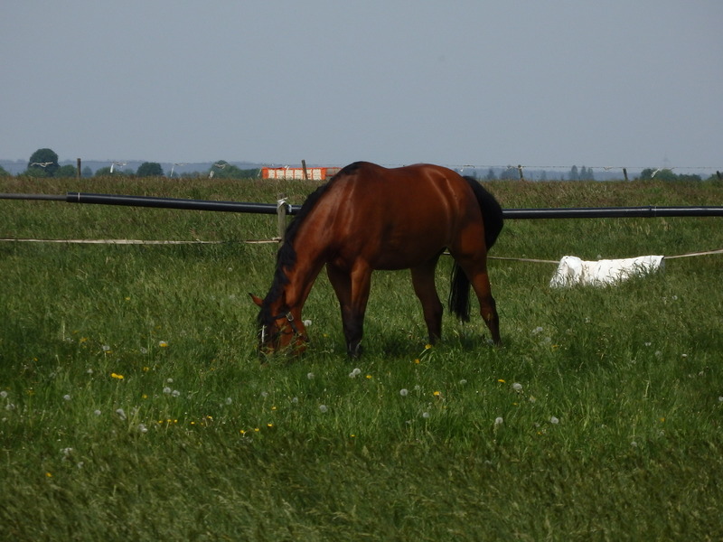 Horse grazing at the confluence point