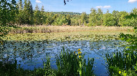 #11: Pond near the Confluence Point