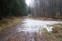 #9: Forest track to the confluence (view towards E)