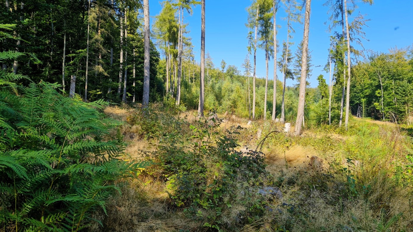 300 m walk through the beautiful forest