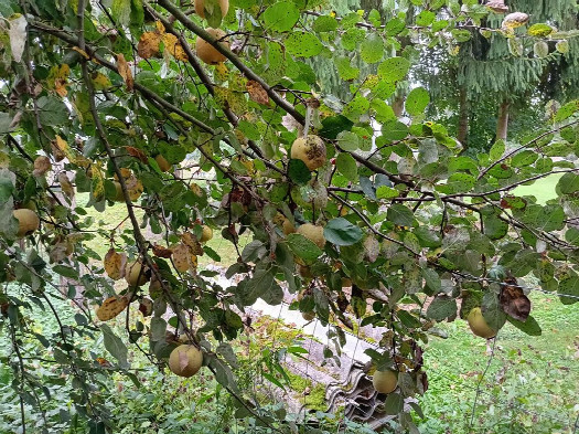 #1: Norden; view north