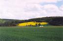 #6: Yellow oilseed rape fields near Koßweda