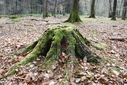 #7: Stump at the CP