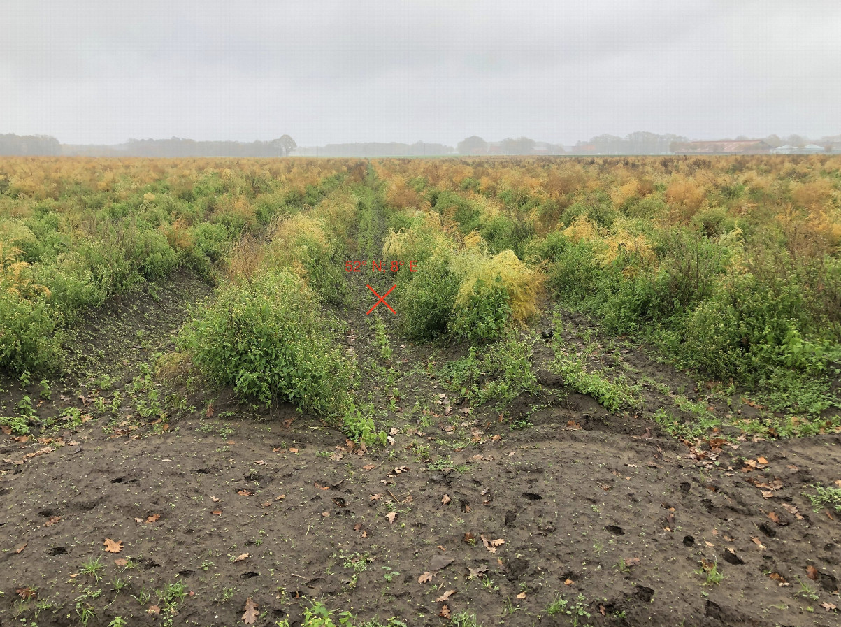 View east, 10 meters from ground zero in an asparagus field