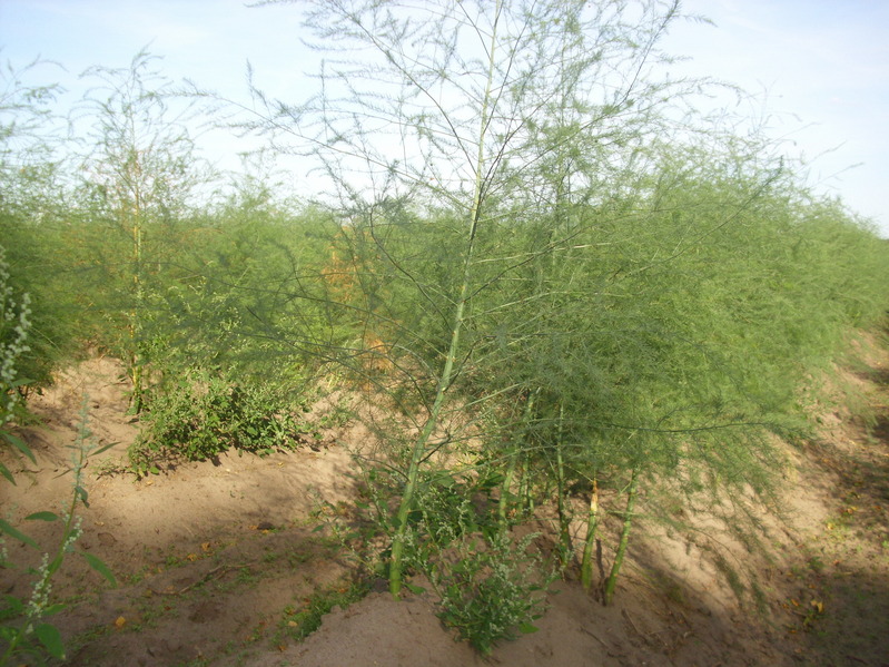 Asparagus growing at the confluence point
