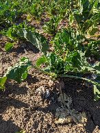 #7: This year's crop is sugar beet (I think)