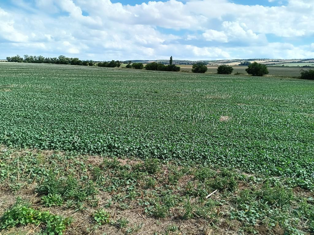 CP area from approx 30 meters distance