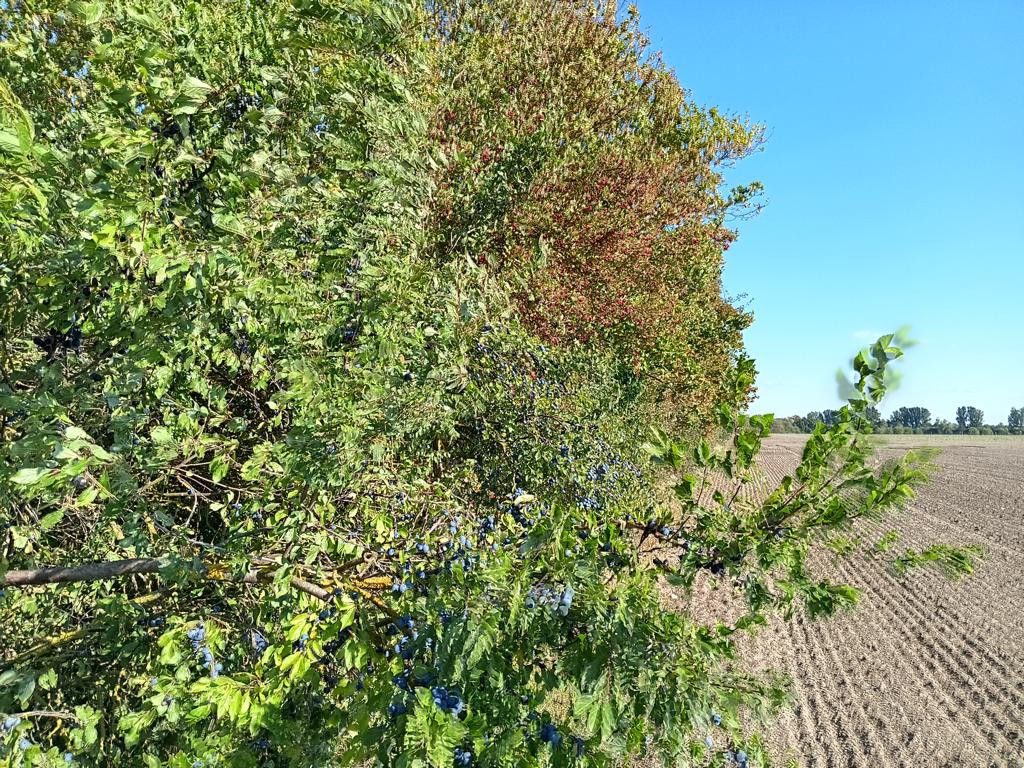 walk along field edge