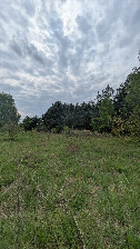 #3: Süden (Rehgebüsch)