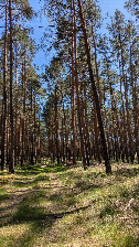#7: Waldweg