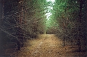 #6: Nearby forest path (ca. 70 m from the confluence)