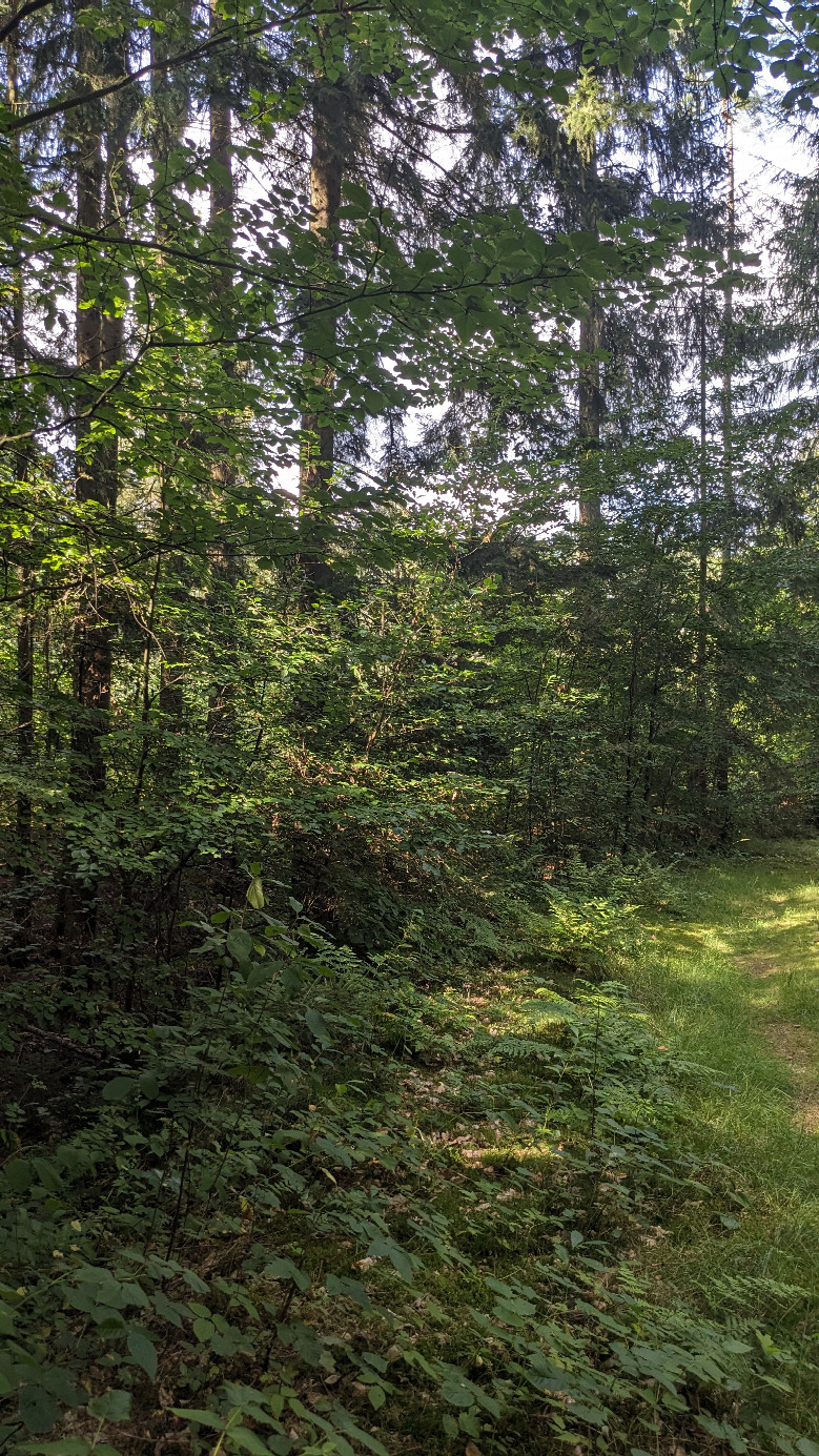 Norden (von hier kommt der Forstweg)