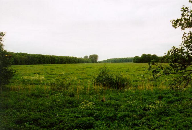 Beautiful view to the meadow (to West).