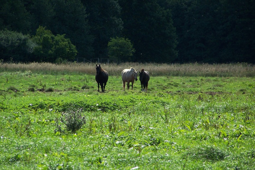 Horses on the pasture